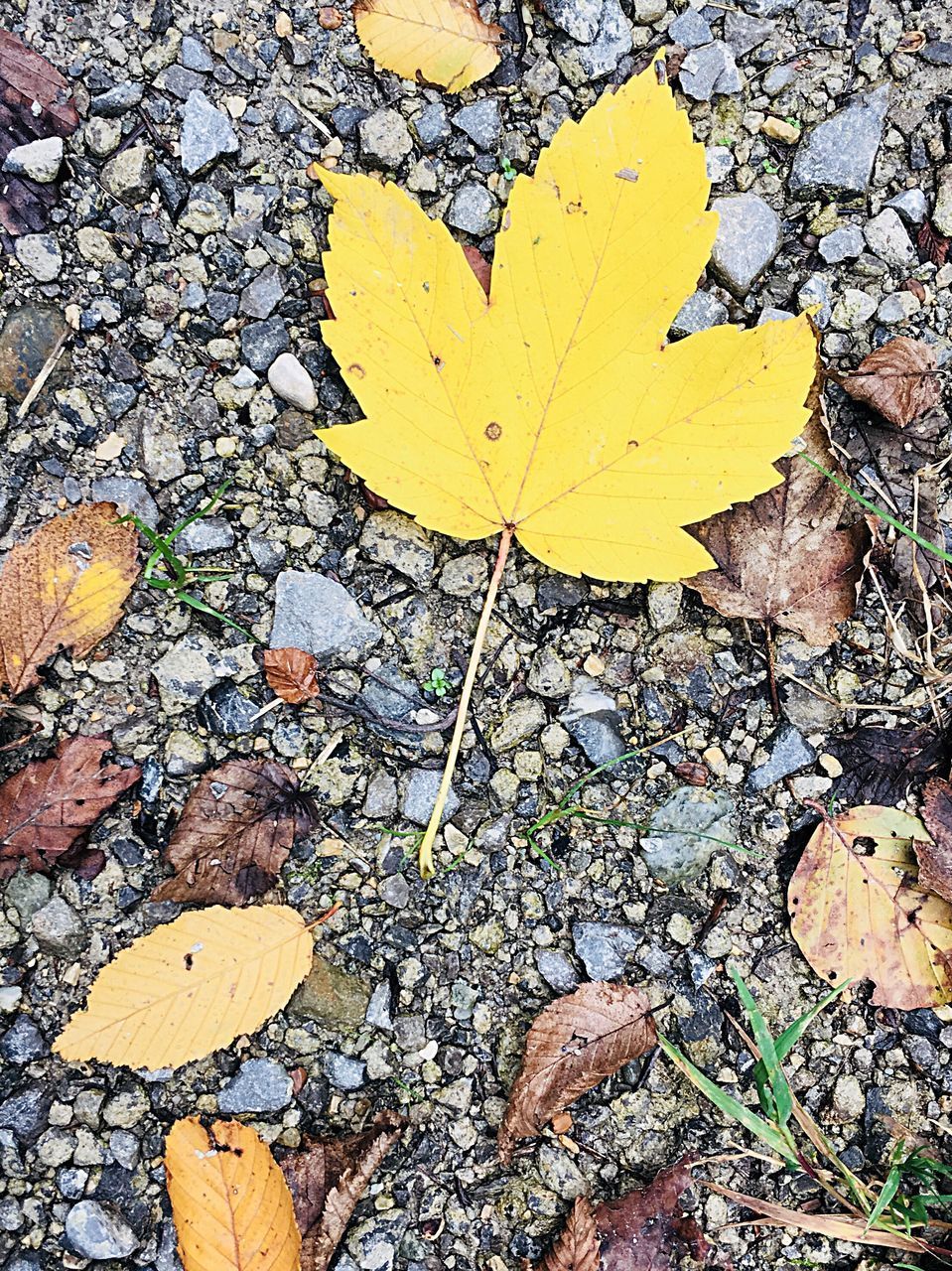 HIGH ANGLE VIEW OF YELLOW MAPLE LEAVES FALLEN ON AUTUMN