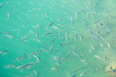 Full frame shot of fishes swimming in sea