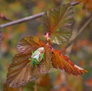 Close-up of plant during autumn