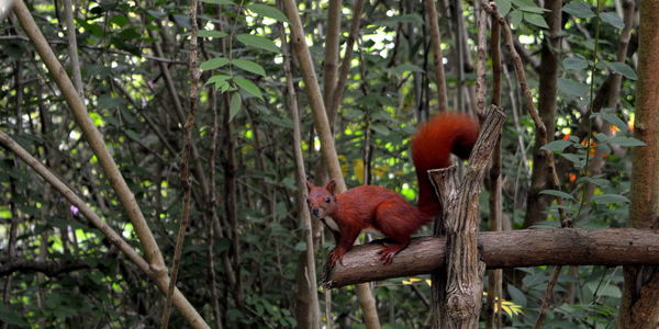 Bird perching on tree trunk