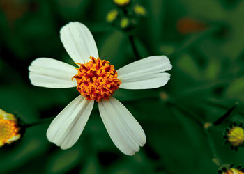 Close-up of white flower