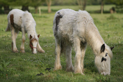 Horses in a field