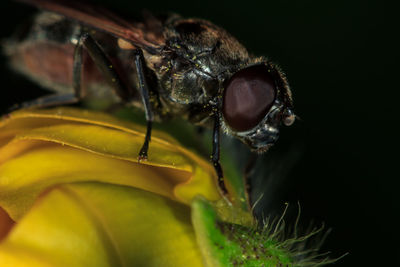 Close-up of insect on leaf