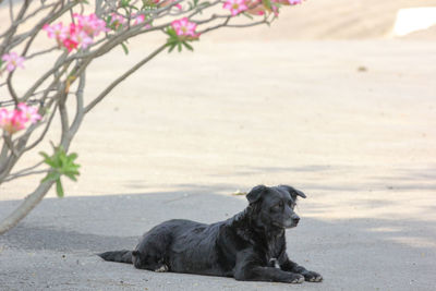 Portrait of a dog resting