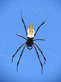 Low angle view of spider web