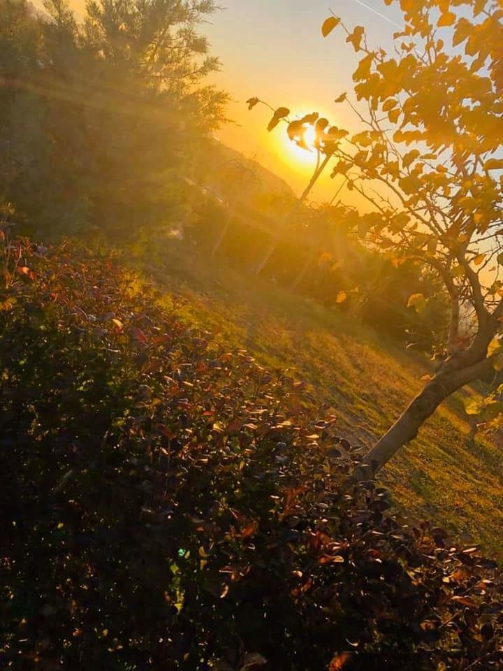 plant, tree, sunlight, nature, autumn, leaf, plant part, sun, sunbeam, beauty in nature, sky, tranquility, land, tranquil scene, scenics - nature, no people, growth, sunset, change, outdoors, lens flare, bright