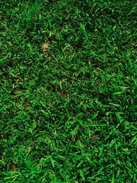 Full frame shot of plants on field