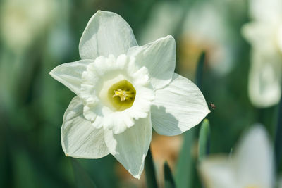 Close-up of white flowering plant