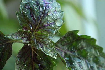 Close-up of raindrops on leaves