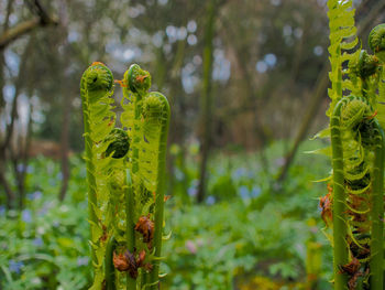 Close-up of cactus plant