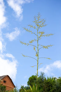 Low angle view of tree and building against sky