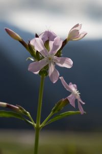 Close-up of flowers against blurred background