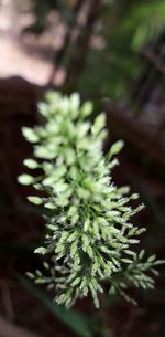 Close-up of plant