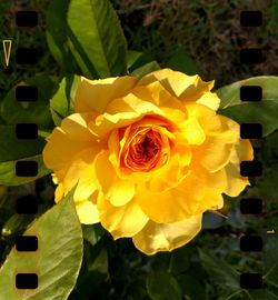 Close-up of yellow rose blooming outdoors