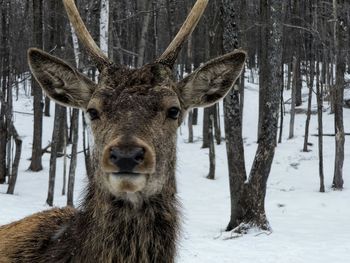 Close-up portrait of deer at snowcapped field