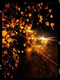 Plants and trees at night