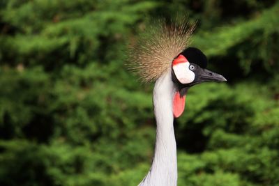 Close-up of a bird against blurred background