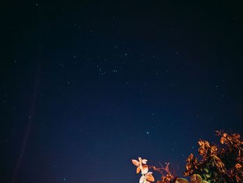 Low angle view of trees against sky at night