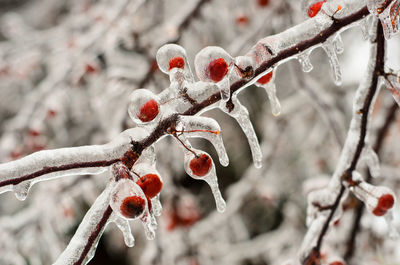 Close-up of frozen berries on tree