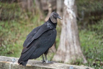 Close-up of bird perching on wood