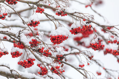 Close-up of red berries on tree