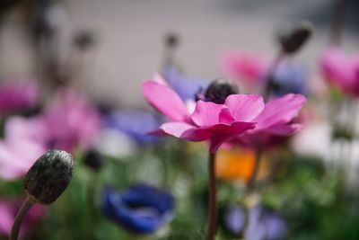 Close-up of pink flowers blooming outdoors