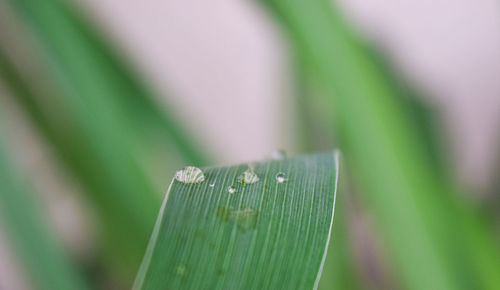 Close-up of wet plant