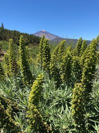 Plants growing on land against sky
