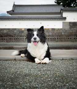 Portrait of dog sticking out tongue in city park of japanese castle ruins