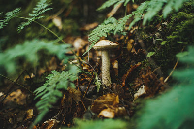 Mushroom growing on mound amongst ferns