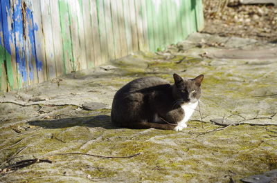 Portrait of cat sitting outdoors