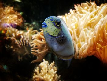 Close-up of fish swimming in aquarium