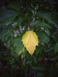 Close-up of maple leaf during autumn