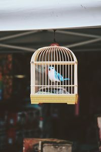 Close-up of bird in cage