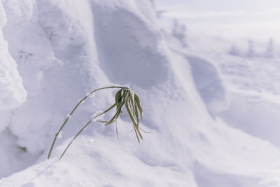 Close-up of snow covered land