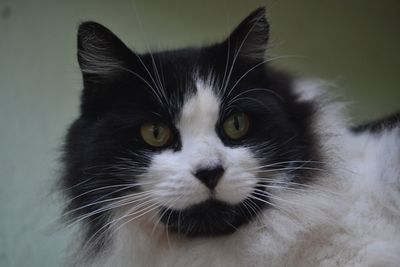 Close-up portrait of a cat