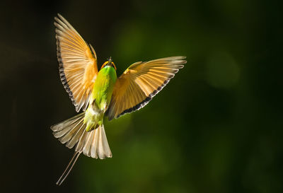 Close-up of bird flying