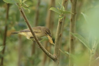 Wood warbler perching on a branch