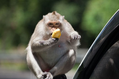 Close-up of monkey eating banana while sitting on car