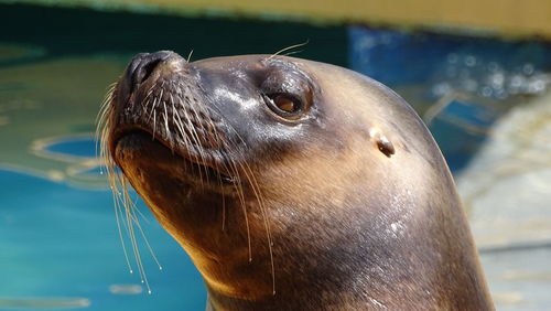 Close-up of sea lion