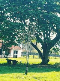 Trees on field against sky