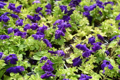 Full frame shot of purple flowering plants