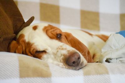 Close-up of a dog sleeping on bed