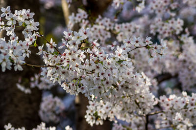 Close-up of cherry blossoms in spring