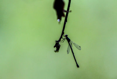 Close-up of insect on plant