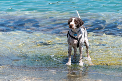 A happy dog, get fresh near the shore