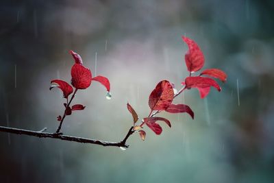 Close-up of red flowers against blurred background