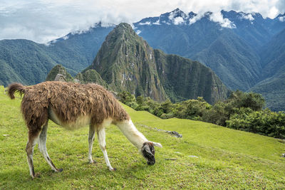 Side view of llama grazing on field against mountains