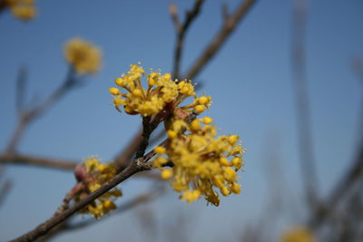 Close-up of yellow flowering plant