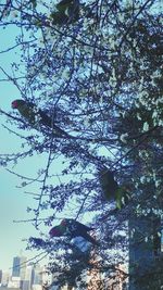 Low angle view of trees against sky